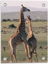Tuinposter – Twee Giraffen in de Natuur - 30x40cm Foto op Tuinposter  (wanddecoratie voor buiten en binnen)
