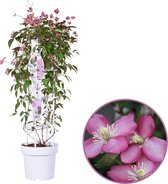 Clematis Montana 'Fincent', tuinplant in potmaat P23 - hoogte 80-90 cm, roze voorjaarsbloeier