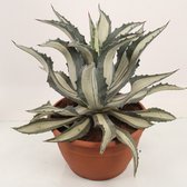 Kamerplant van Botanicly – Agave Americana Mediopicta – Hoogte: 55 cm