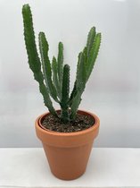 Cactus- Euphorbia Hermantiana- Terrecotta pot- 17cmØ- ±40cm hoog