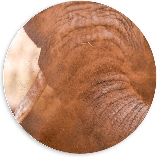 Forex Wandcirkel - Slurf van een Olifant van Dichtbij - 60x60cm Foto op Wandcirkel (met ophangsysteem)