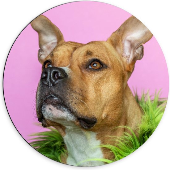 Dibond Wandcirkel - Leuke Bruine Hond met een Groene Boa - 70x70cm Foto op Aluminium Wandcirkel (met ophangsysteem)