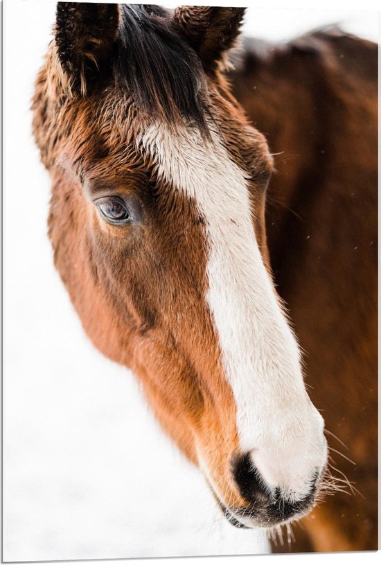 Acrylglas - Leuk Bruin met Wit Paard - 60x90cm Foto op Acrylglas (Met Ophangsysteem)