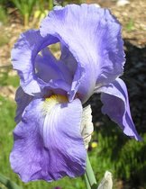 6x Baardiris (Iris (G) 'Empress of India') - P9 pot (9x9)