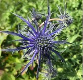 6 x Eryngium 'Pen Blue' - Kruisdistel - P9 Pot (9 x 9cm) - Dima Vaste Planten