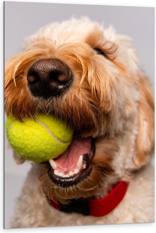 Dibond - Blonde Labradoodle Hond met Tennisballetje - 80x120cm Foto op Aluminium (Met Ophangsysteem)