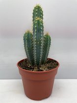 Cactus- Pilosocereus Azerues- 17cmØ- ±40cm hoog