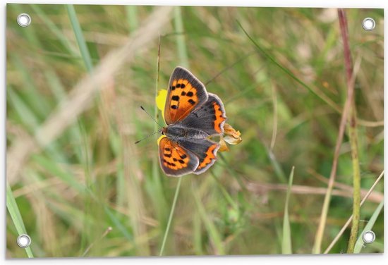 Tuinposter – Vlinder op Bloem - 60x40cm Foto op Tuinposter  (wanddecoratie voor buiten en binnen)