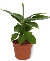 WL Plants - Musa Tropicana - Bananenplant - Dwergbanaan - Kamerplanten - Luchtzuiverende Kamerplanten - ± 20cm hoog – 12cm diameter - In Kweekpot