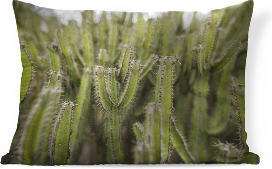 Sierkussen Cactus pour l'intérieur - Groupe de plantes cactus - 60x40 cm -  coussin... | bol