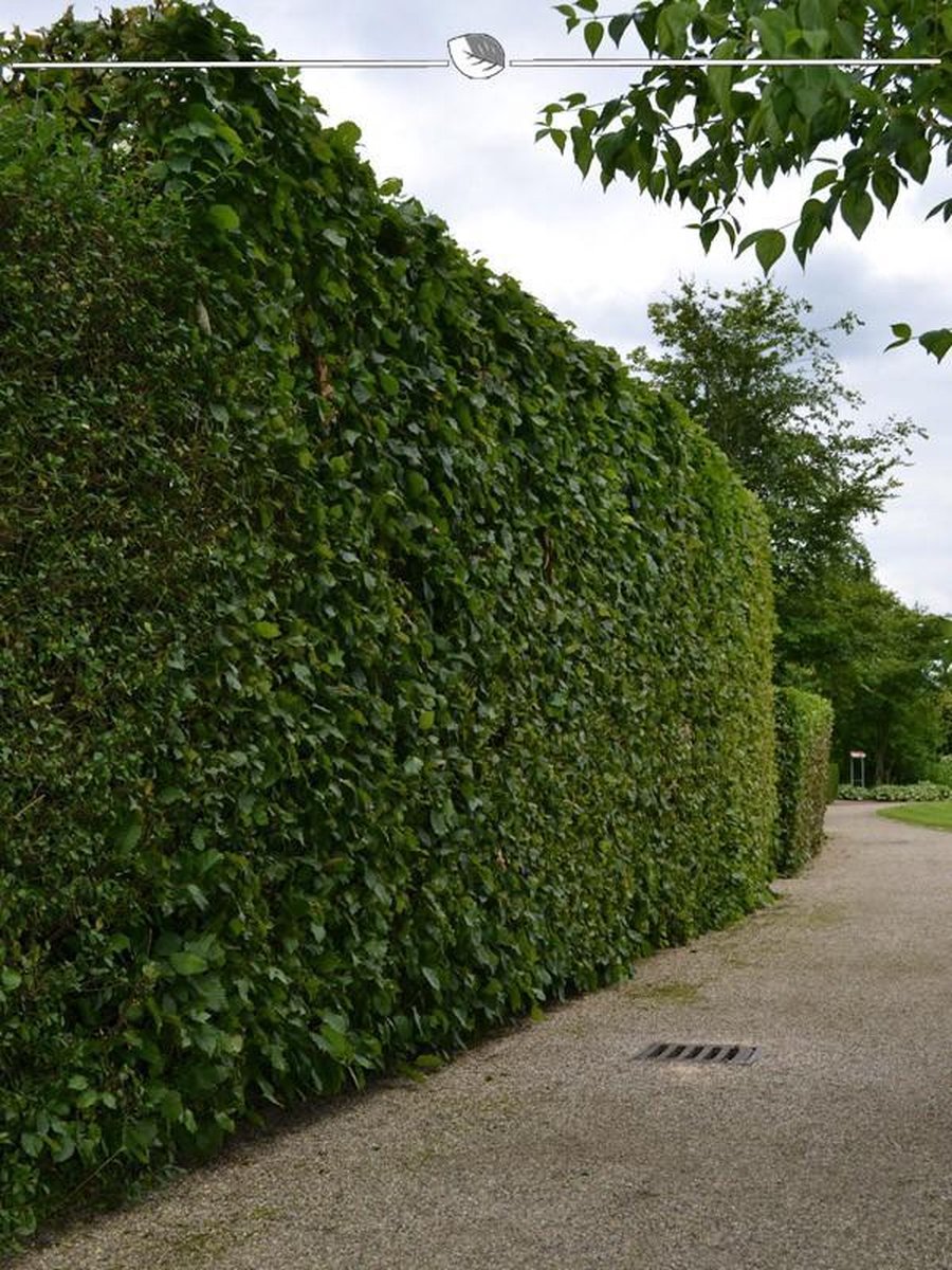 Haagbeuk Carpinus betulus 150-175 cm Blote wortel, 130x Haagplant
