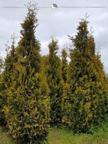 Westerse Levensboom Thuja Yellow Ribbon 180-200 cm, 50x Haagplant