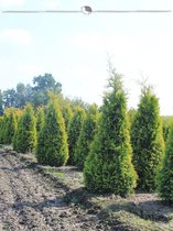 Westerse Levensboom Thuja Yellow Ribbon 140-160 cm, 60x Haagplant