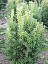 Venijnboom Taxus media Hicksii 60-80 cm, 3x Haagplant