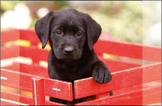 Foto: Kangaro bureau onderlegger 38x58cm labrador zwart antislip met insteekvakken k 0014d105