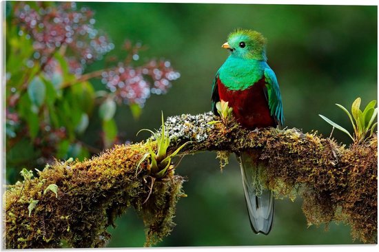 Acrylglas - Quetzal Vogel bij Boom - 60x40cm Foto op Acrylglas (Wanddecoratie op Acrylglas)