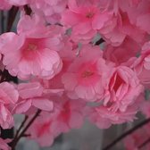 Roze Japanse bloesemboom – Bloesem – 1,80 Meter – Roze Kleur