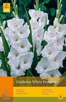 2 stuks 10 Gladiolus White Prosperity