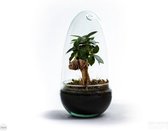 Growing Concepts DIY Duurzaam Ecosysteem Egg Medium - Planten - Ficus Ginseng - H25xØ12cm