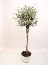 Kamerplant van Botanicly – Eucalyptus gunnii – Hoogte: 110 cm