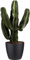 Euphorbia Erytrea Canarias met Elho sierpot (Brussels Round  Zwart) - 80 cm, Ø 25 cm