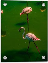 Tuinposter – Flamingo's in Groen Water - 30x40cm Foto op Tuinposter  (wanddecoratie voor buiten en binnen)