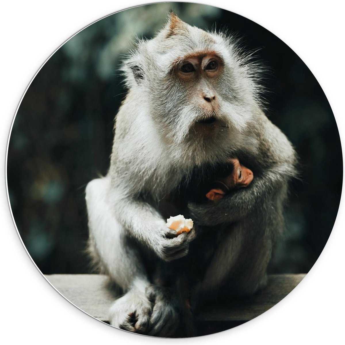 Forex Wandcirkel - Baby Aapje in de Armen van Mama - 70x70cm Foto op Wandcirkel (met ophangsysteem)