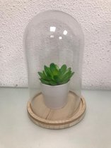 Glazen stolp met een houten onderkant en een lichtgroene plant met platte bladeren - totaal 20 cm hoog