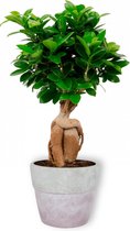 Kamerplant Ficus Ginseng - Bonsai - ± 30cm hoog - 12cm diameter - in betonnen lila pot