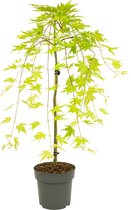 Plant in a Box - Acer palmatum 'Cascade Gold' - Japanse esdoorn - Winterhard - Hoogte 80-90cm - Pot 19cm