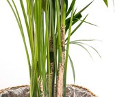Bladrijkwinkelen - Kentia Palm - 180Cm - ⌀24 - Kamerplant- Palm - Kamerplanten luchtzuiverend - Luchtzuiverende Kamerplant - Plant - Makkelijk Kamerplant