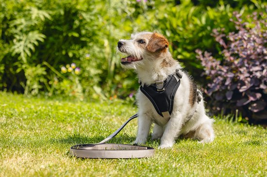 Een klein, wit met bruin gevlekt hondje in een zwart tuigje, zittend in het gras.