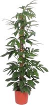 Gatenplant - Philodendron Dragon Tail mosstok hoogte 190cm potmaat 34cm