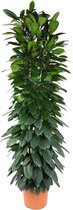 Rubberplant - Ficus Cyatistipula zuil hoogte 200cm potmaat 35cm