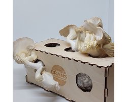 Growkit Large Deluxe voor oesterzwammen op je eigen koffiedik (duurzaam cadeau)