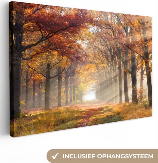 Zonnige boslaan in herfstkleuren met stralend licht door de bomen. Inclusief ophangsysteem.