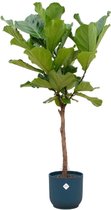 Combi Deal - Ficus Lyrata Op Stam Inclusief Elho Vibes Fold Round Blauw Ø30 - 170 Cm