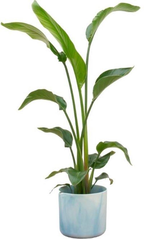 Strelitzia nicolai | Paradijsvogelplant 140cm kopen