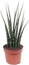 Groene plant – Vrouwentongen (Sansevieria Fernwood Mikado) – Hoogte: 40 cm – van Botanicly