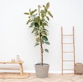 Groene plant – Rubberboom (Ficus Elastica Tineke) – Hoogte: 220 cm – van Botanicly