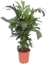 Kamerpalm – Zachte Vinnetjespalm (Caryota Mitis ) – Hoogte: 110 cm – van Botanicly