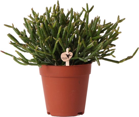 Rhipsalis – Burchellii – Rotskoraal – Hoogte 15cm
