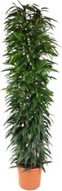Kamerpalm – Langbladige vijgenboom (Ficus Alii King zuil) – Hoogte: 200 cm – van Botanicly