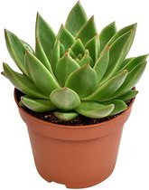 Vetplant – Egelantier (Echeveria Miranda) – Hoogte: 15 cm – van Botanicly