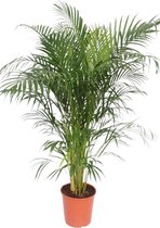 Goudpalm – Goudspalm (Dypsis Lutescens Areca palm) – Hoogte: 160 cm – van Botanicly