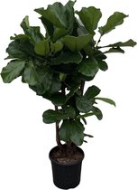 Groene plant – Vioolplant (Ficus Lyrata) – Hoogte: 160 cm – van Botanicly