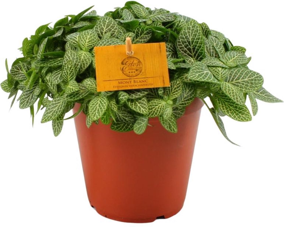 BOTANICLY Groene plant – Mozaïekplant (Fittonia) – Hoogte: 25 cm – van