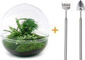 DIY Flessentuin met Glas nr.7 ong. 30 cm groot - Mini-ecosysteem voor jouw Urban Jungle van Botanicly