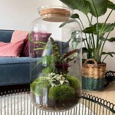DIY Flessentuin met Glas nr.16 ong. 43 cm groot - Mini-ecosysteem voor jouw Urban Jungle van Botanicly