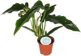 Groene plant – Philodendron (Philodendron) – Hoogte: 40 cm – van Botanicly